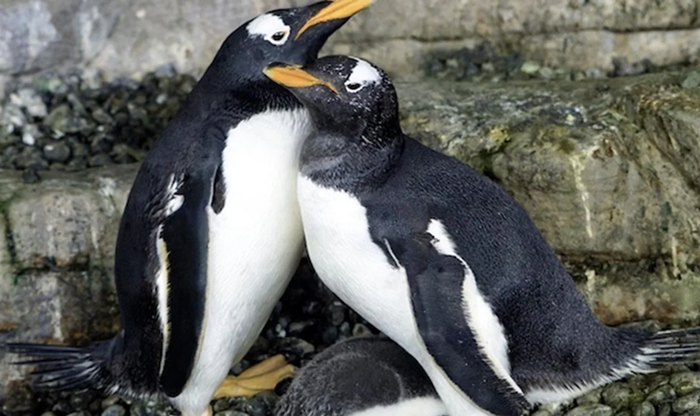 Sexo gay entre animais é subnotificado